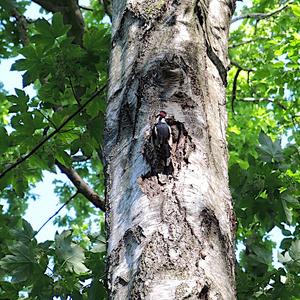 Great Spotted Woodpecker