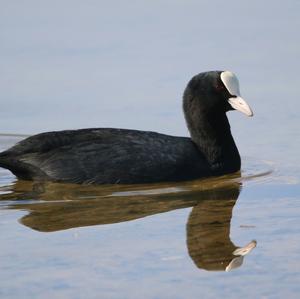 Common Coot