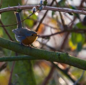 European Robin