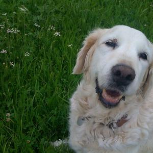 Retriever (Golden)