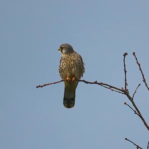 Common Kestrel