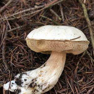 King Bolete