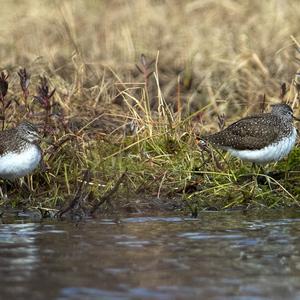 Green Sandpiper