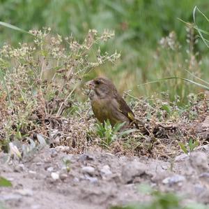 European Greenfinch