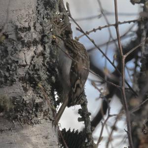 Eurasian Treecreeper