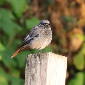 Black Redstart