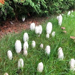 Shaggy Mane