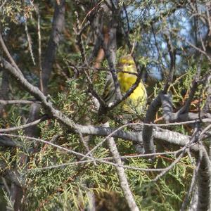 European Serin