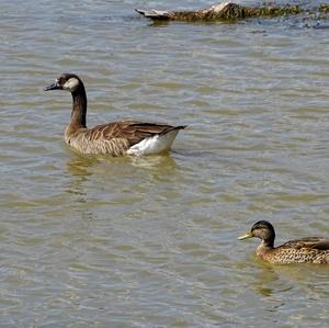 Canada Goose