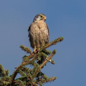 Common Kestrel