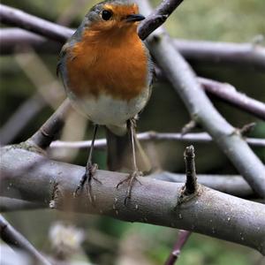 European Robin