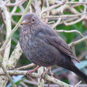 Eurasian Blackbird