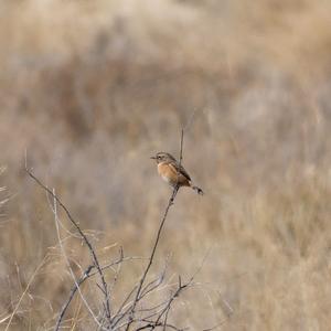 European stonechat