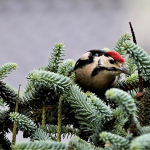 Great Spotted Woodpecker