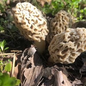 Yellow Morel