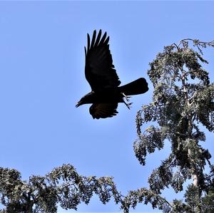 Carrion Crow