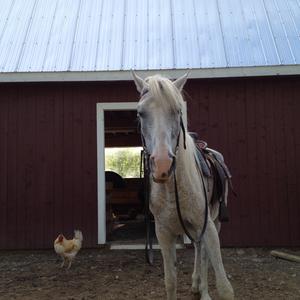 Unknown Breed