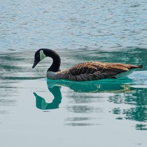 Canada Goose