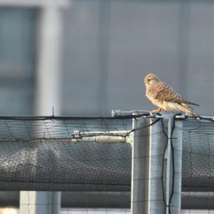 Common Kestrel