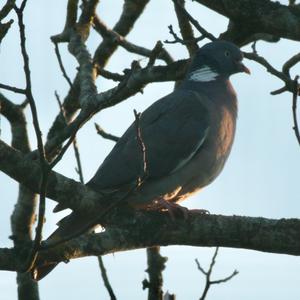 Common Wood-pigeon