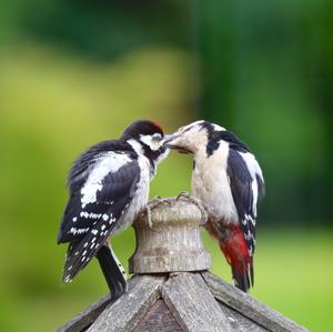 Great Spotted Woodpecker