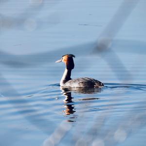 Great Crested Grebe