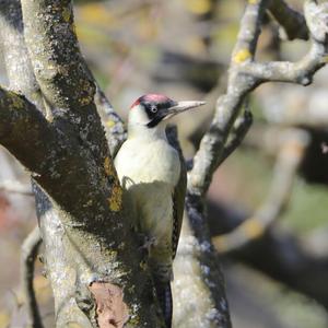 Eurasian Green Woodpecker