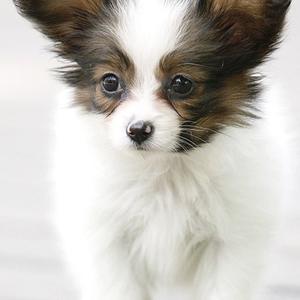 Papillon