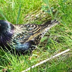 Common Starling