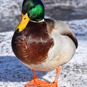 Mallard