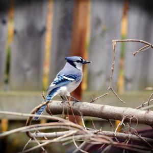 Blue Jay