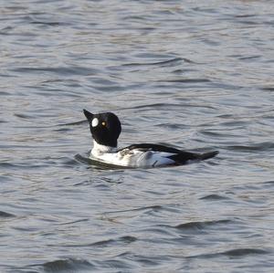 Common Goldeneye