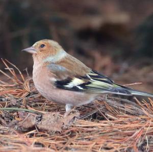 Brambling