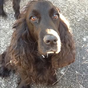 Spaniel (English Cocker)