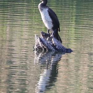 Great Cormorant