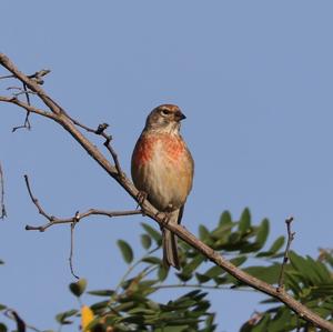 Eurasian Linnet