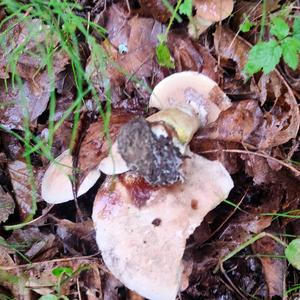 Grey Larch Bolete