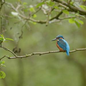 Eisvogel