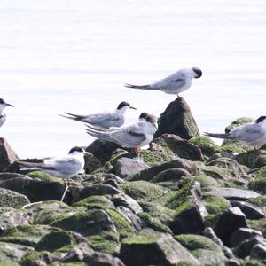 Common Tern