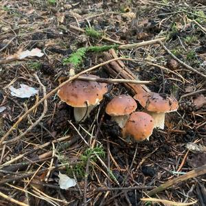 King Bolete