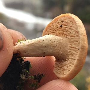 Hedgehog Fungus, Common