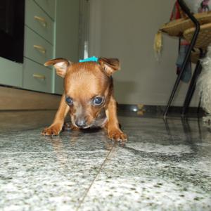 Miniature Pinscher