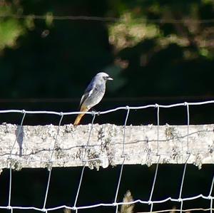 Black Redstart