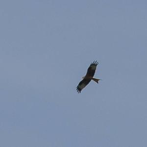 Red Kite