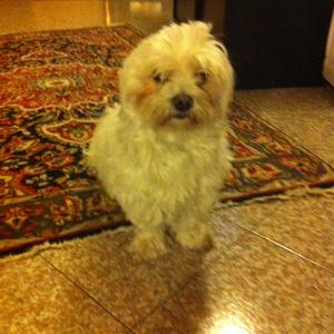 Unknown Breed