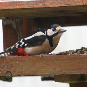 Great Spotted Woodpecker