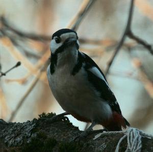 Great Spotted Woodpecker