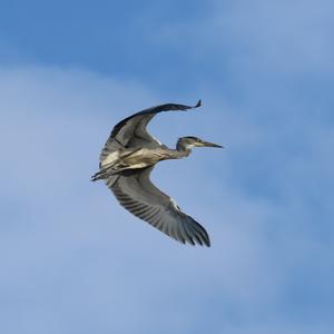 Grey Heron