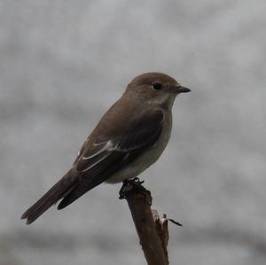 European Pied Flycatcher