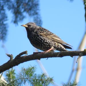 Common Starling